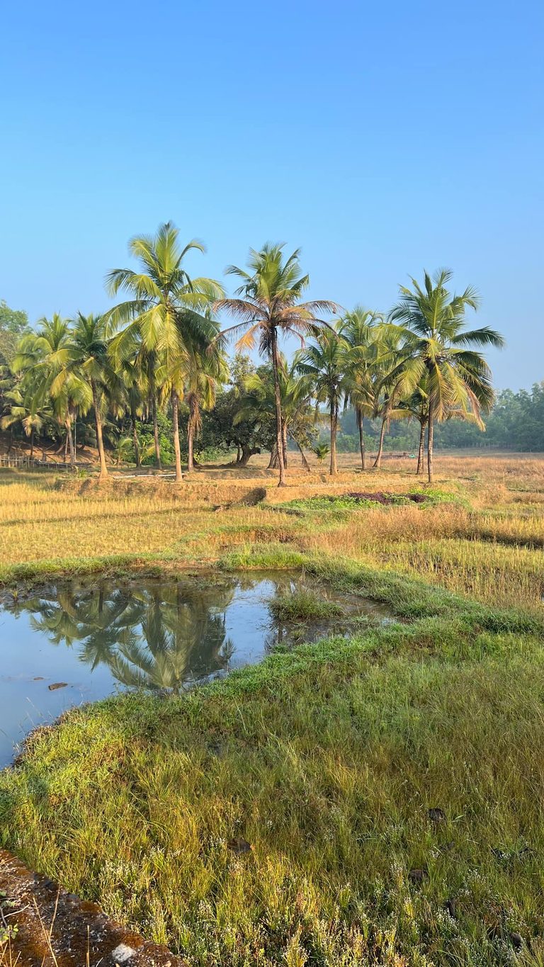 Coconut palms reflected in a paddy field beside the ashram